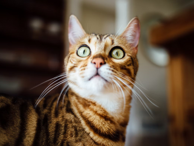 Associated image for A half Bengal cat or regular tabby—what’s the difference?