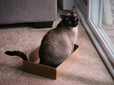 Associated image for How can you tell if your feline is a half-Siamese cat?