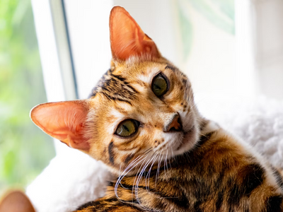 Associated image for How long do Bengal cats live? Find out NOW!