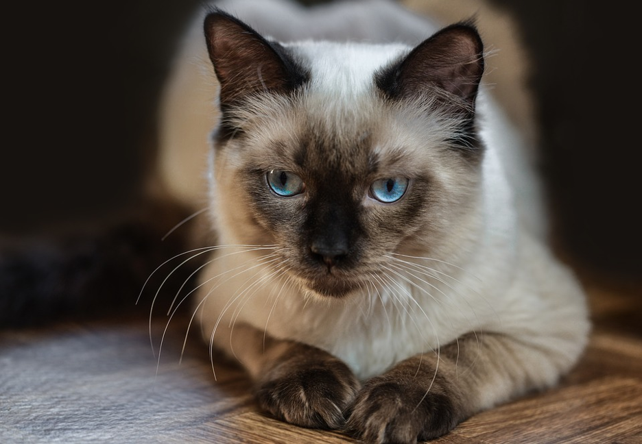 Average lifespan of a ragdoll deals cat