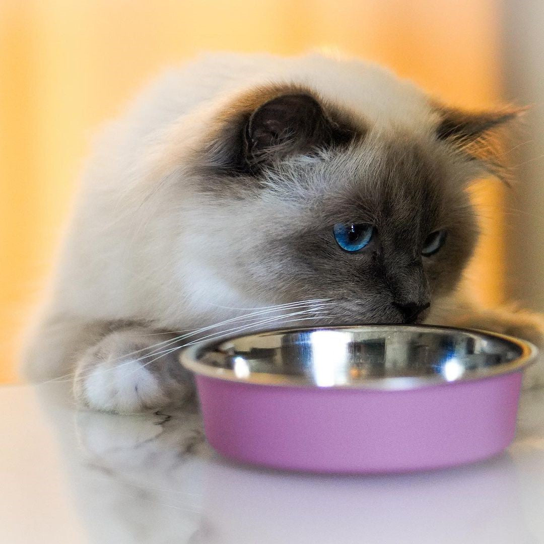 How many calories should a cat eat Get the precise numbers