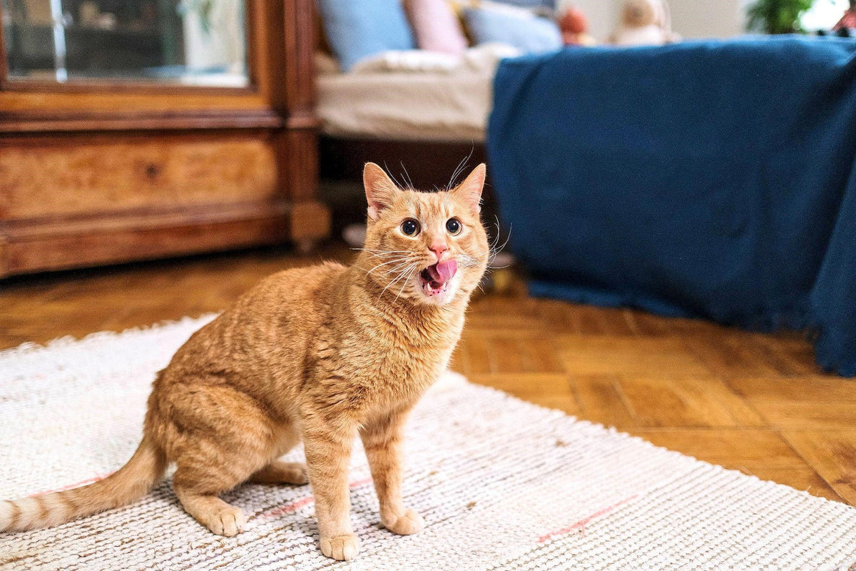 Should i feed my cat wet food on sale