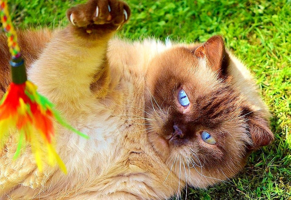 Is my cat fat? Get the top dieting and weight control tips