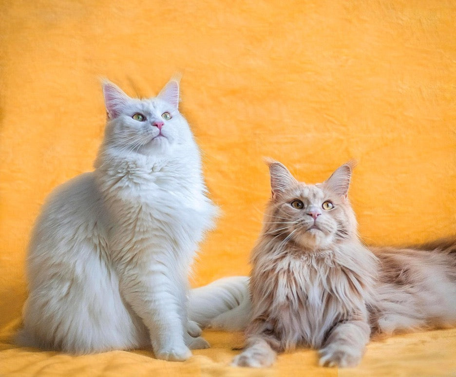 A guide to buying the best Maine Coon food