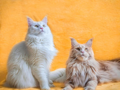 Associated image for A guide to buying the best Maine Coon food