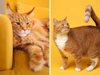Associated image for Maine Coon vs. normal cat—visuals, floof, and temperament