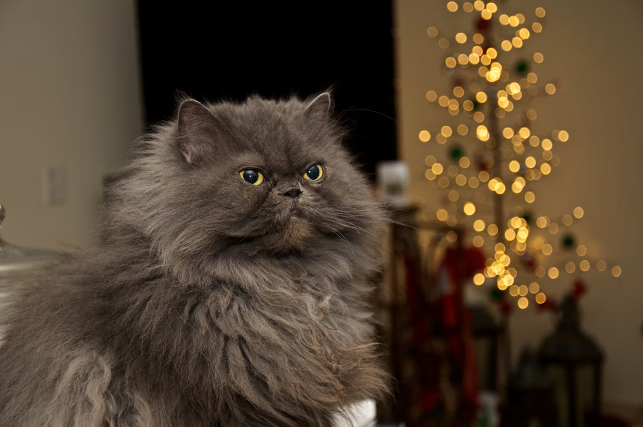 Do Persian Cats Have Health Issues? Unveiling Truths