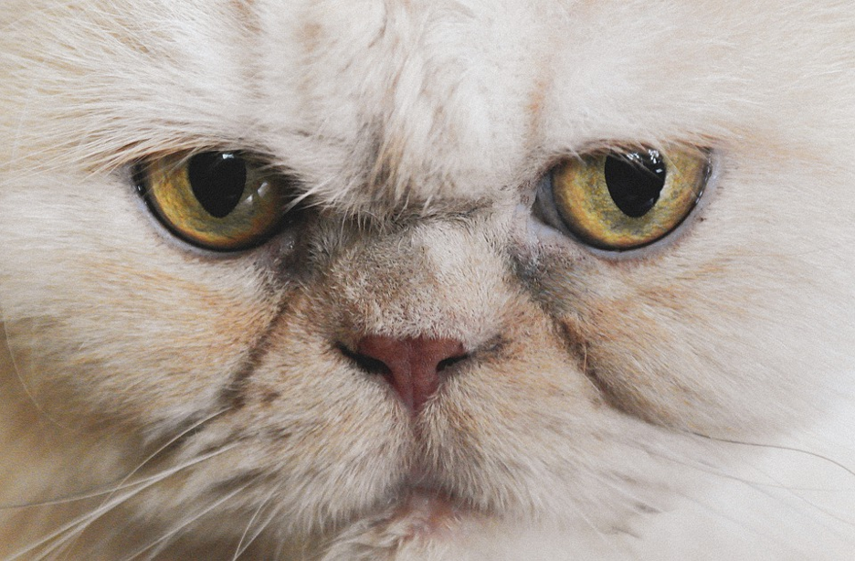 Flat face cat deals