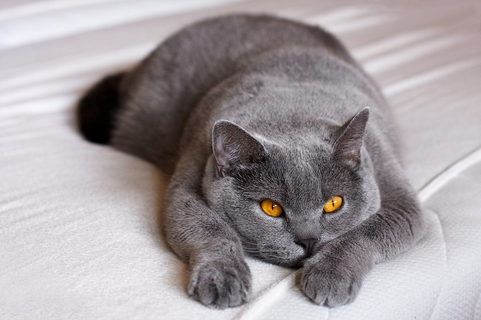 Raw food for British Shorthair cats good or bad idea