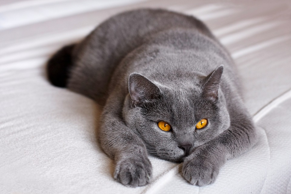 Best food for british shorthair shop uk