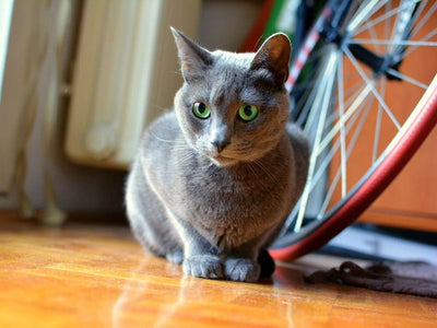 Associated image for Russian Blue—an indoor cat or an outdoor adventurer?