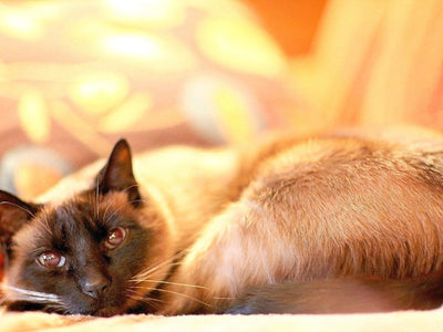 Associated image for Siamese cat’s food allergies explained [With solutions]