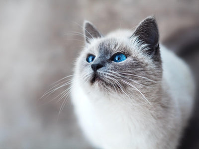 Associated image for The ideal Siamese cat weight—how to reach and maintain it