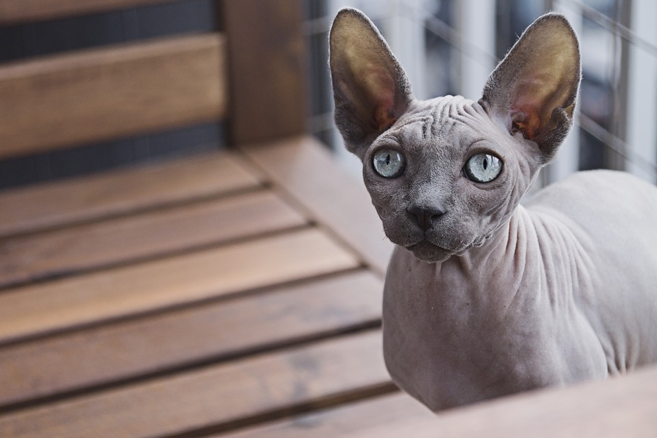 Best cat deals food for sphynx
