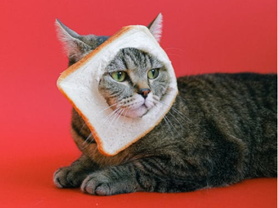 Associated image for What can cats not eat? The complete guide