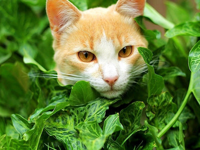 Associated image for Ethics over instincts—can vegan cat food work?