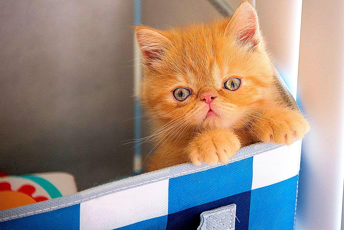 What to feed a kitten at 3 weeks old and beyond Top guide