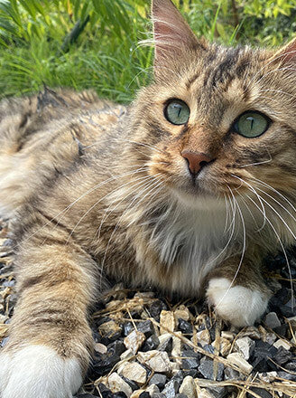 Sian the cat