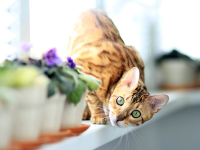 Associated image for A comprehensive guide to the optimum Bengal cat diet