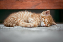 Can cats eat chicken? Find out NOW!