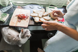 Can cats eat cheese? What happens if they do? Find out NOW!