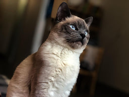 Is the Applehead Siamese cat the right fit for your family?