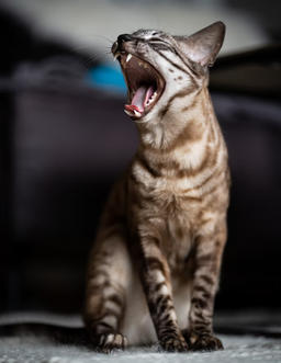 Are Bengal cats dangerous? Find out NOW