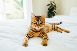 Are Bengal cats friendly? Find out here!
