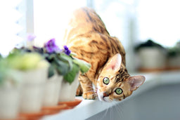 Are Bengal cats good pets? All you need to know
