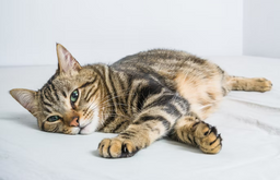 Are Bengal cats hypoallergenic? The truth revealed