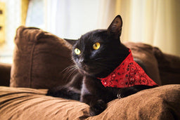 Are Bombay cats hypoallergenic? [Tips for allergy sufferers]