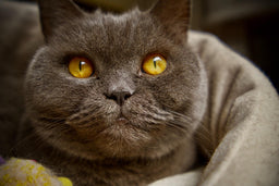 Are British Shorthair cats cuddly? Dilemma solved