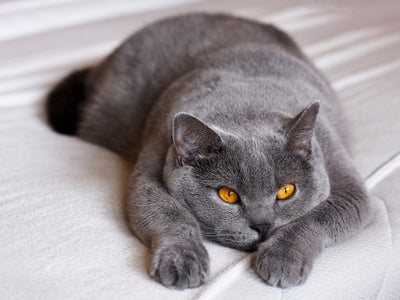 Associated image for Are British Shorthair cats destructive—all you need to know