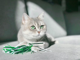 Are British Shorthair cats hypoallergenic? Explained in detail
