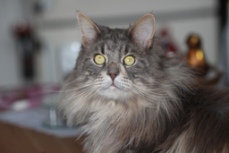 Are Maine Coon cats friendly? All the info you need!