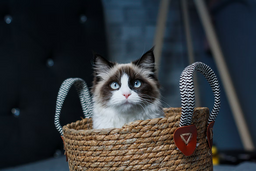 Are Ragdoll cats friendly? Find out here!