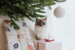 Are Ragdoll cats hypoallergenic? Find out now!