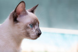 Are Siamese cats aggressive? How to tame the shrew