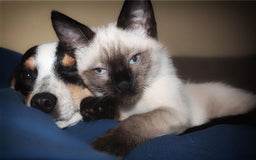 Are Siamese cats friendly? Find out here!