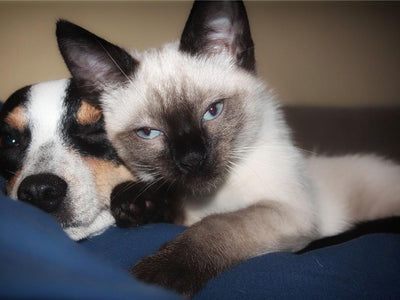 Associated image for Are Siamese cats friendly? Find out here!