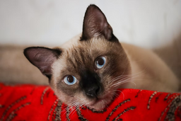 Are Siamese cats indoor cats, or can they roam free?