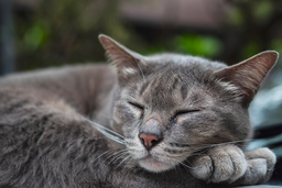 Look after your Malayan with the best Asian cat food!