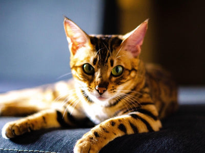 Associated image for Bengal cat behaviour problems and solutions