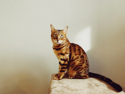 The ins and outs of Bengal cat care