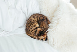 All Bengal cat colours described in detail