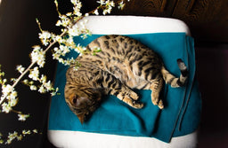 A compact guide to Bengal cats' health issues