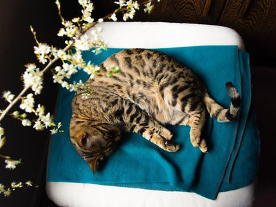 Associated image for A compact guide to Bengal cats' health issues