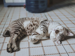 Bengal kitten—important facts and care regimen
