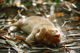 What is the best cat food for shedding?