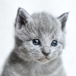 How to choose the best food for Russian Blue kittens
